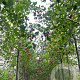 Malus 'Hyslop' 12-14 HO draadkluit