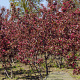 Malus 'Profusion' 150-175 cm draadkluit meerstammig 80-100 breed