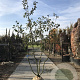 Malus 'Red Sentinel' 150-175 cm draadkluit meerstammig 80-100 breed