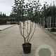 Malus 'Rudolph' 175-200 cm 45L meerstammig