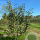 Malus 'Rudolph' 300-350 cm draadkluit meerstammig