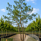 Malus sylvestris 600-700 cm draadkluit meerstammig