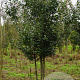 Malus sylvestris 600-700 cm draadkluit meerstammig