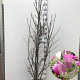 Magnolia 'Susan' 150-175 cm 15L