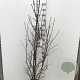 Magnolia 'Susan' 150-175 cm 15L