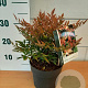 Nandina d. 'Gulf Stream' GM 2,0L