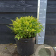 Nandina d. Magical Lemon & Lime 30-40 cm 7,5L
