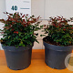 Nandina d. Obsessed 25-30 cm 5,0L
