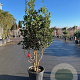 Osmanthus fortunei 175-200 cm cont. 90L meerstammig