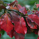 Parrotia persica 'Burgundy' 8-10 HO draadkluit