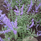 Perovskia atripl. Lacey Blue GM P9