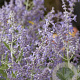 Perovskia atripl. Lacey Blue GM P9