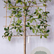 Photinia fraseri 'Camilvy' 8-10 HO 15L LEIVORM 180 cm stam