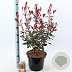 Photinia fraseri Carré Rouge 40-60 cm 10L