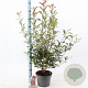 Photinia fraseri Carré Rouge 60-70 cm 5,0L