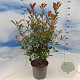 Photinia fraseri Carré Rouge 80-100 cm 10L