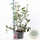 Photinia fraseri Louise 60-70 cm 5,0L