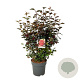 Physocarpus opulif. Diable d'Or 150 cm stam 15L 3jr.kroon