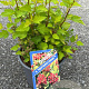 Physocarpus op. Raspberry Lemonade 25-30 cm 3,0L