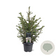 Picea omorika 50-60 cm 3,0L