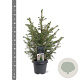 Picea omorika 50-60 cm 3,0L