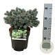 Picea pungens 'Blaukissen' 25-30 cm