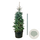 Picea pungens 'Edith' 225-250 cm cont. 230L solitair