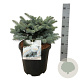Picea pungens 'Glauca Globosa' 30-40 cm 15L