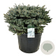 Picea pungens 'Glauca Globosa' 100-125 cm cont. 130L solitair