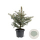 Picea pungens glauca 25-30 cm 3,5L