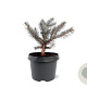 Picea pungens 'Karpaten' 20-25 cm 3,0L