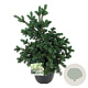 Picea pungens 'Lucky Strike' 50-60 cm 15L