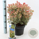 Pieris jap. 'Little Frosty' 30-40 cm 5,0L
