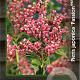 Pieris jap. 'Passion' 30-40 cm 5,0L