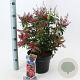 Pieris jap. 'Passion' 30-40 cm 5,0L
