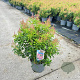 Pieris jap. 'Passion' 30-40 cm 5,0L