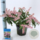 Pieris jap. Pink Passion 20-25 cm 3,0L
