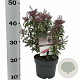 Pieris jap. Polar Passion 25-30 cm 3,0L