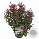 Pieris jap. Polar Passion 25-30 cm 3,0L