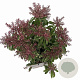 Pieris jap. Polar Passion 25-30 cm 3,0L