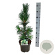 Pinus flex. 'Vanderwolf's Pyramid' 40-50 cm P21