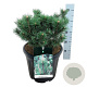 Pinus mugo 'Green Column' 30-40 cm 15L