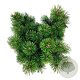Pinus mugo 'Mumpitz' 30-40 cm 15L