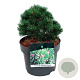 Pinus mugo 'Sherwood Compact' 20-25 cm