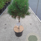 Pinus mugo 'Varella' 40 cm stam 10L