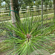 Pinus nigra 14-16 HO draadkluit 3 X verplant