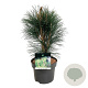 Pinus nigra 'Green Tower' 40-50 cm P21