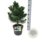 Pinus nigra 'Oregon Green' 30-40 cm 4,5L