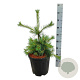 Pinus strobus 'Niagara Falls' 50-60 cm 15L