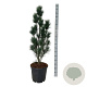 Pinus strobus 'Stowe Pillar' 100-125 cm 30L extra